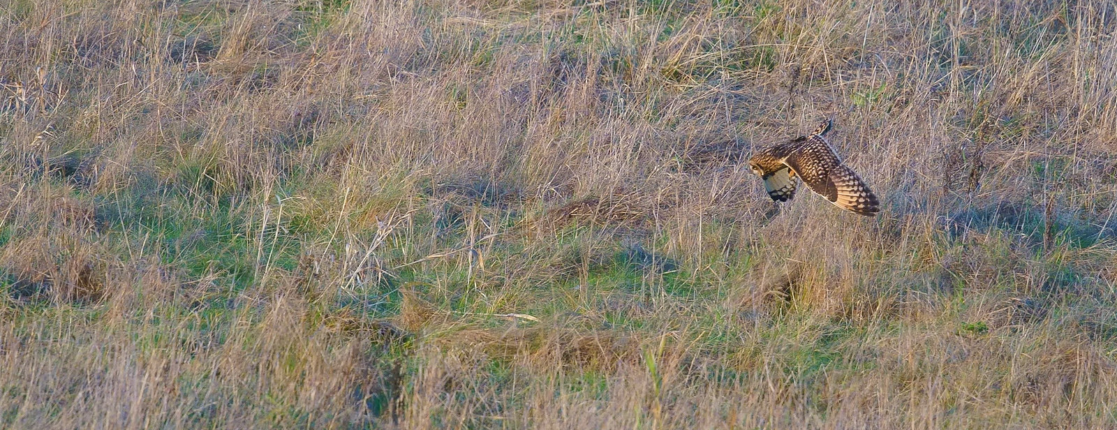 SE Owl/s - always distant, but interesting in the evening light...