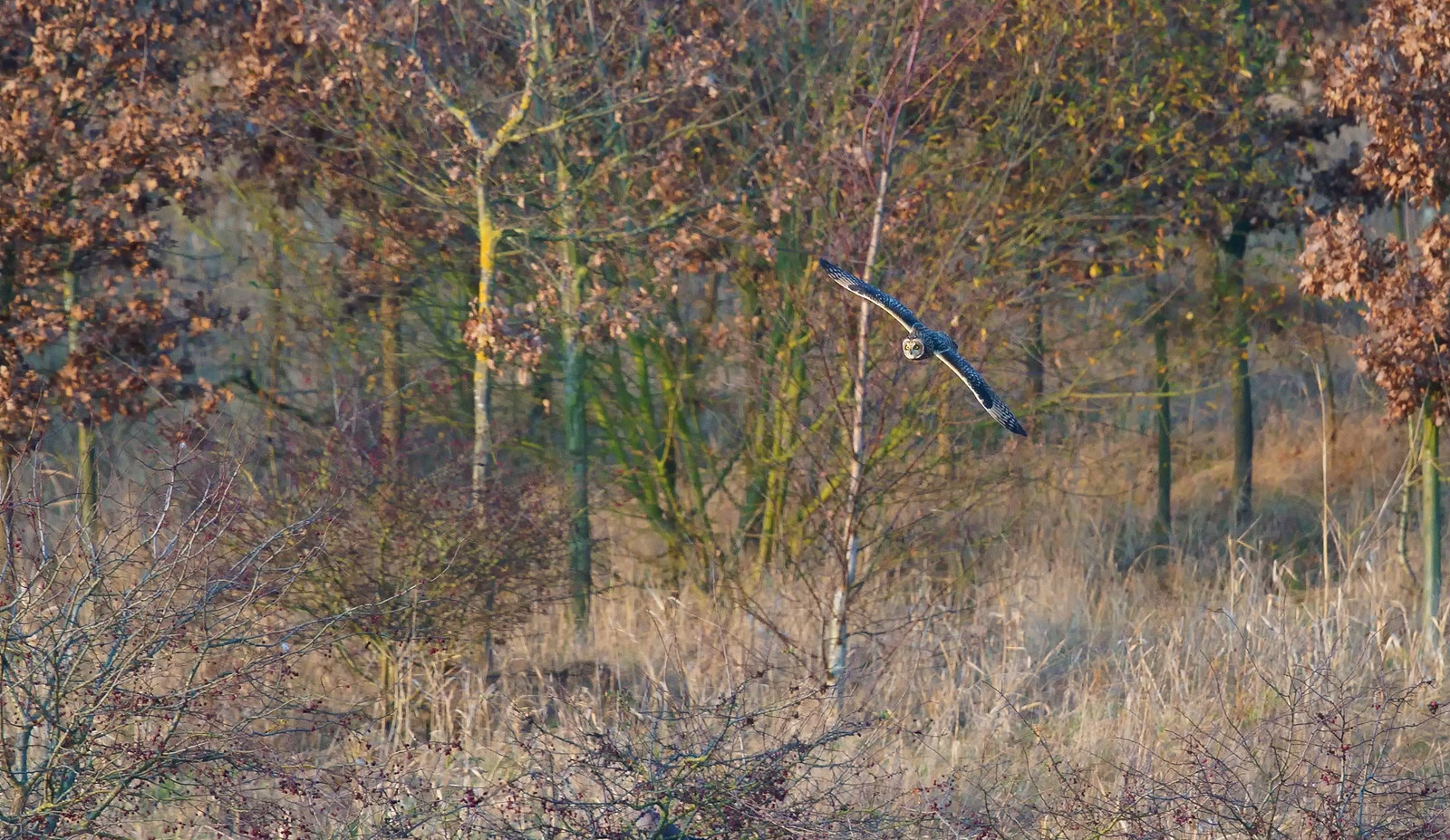 SE Owl/s - always distant, but interesting in the evening light...