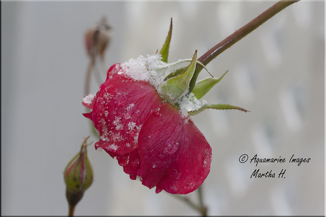 Rose, Snow Full Cicle