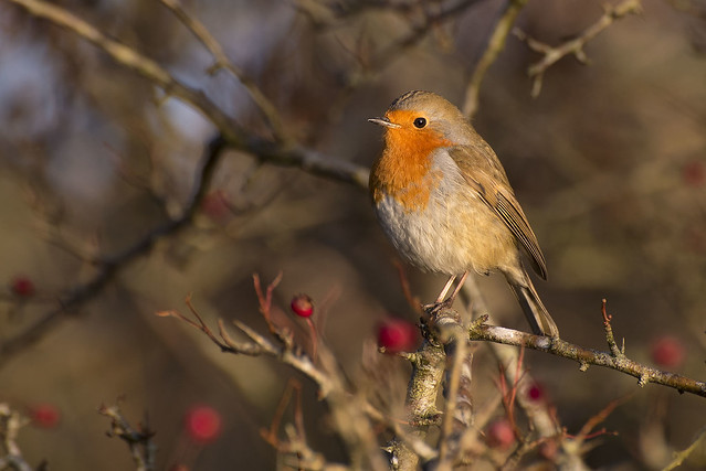 Robin in Hawthorn Tree