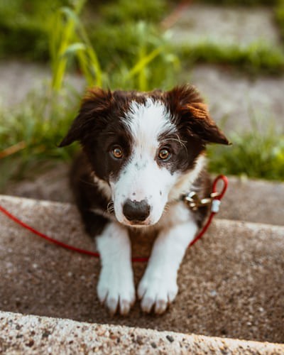 WOOF WOOF :) Cyber Monday is Here | by jacobthomas.gt