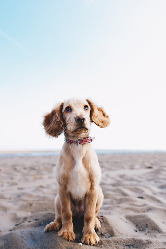 WOOF WOOF :) Cyber Monday is Here | by jacobthomas.gt