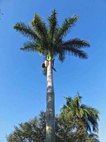 Royal Palm 20191129