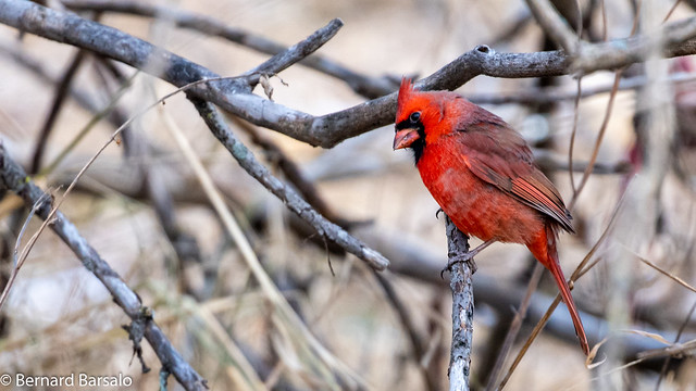 Cardinal rouge Cardinalis cardinalis - Northern Cardinal