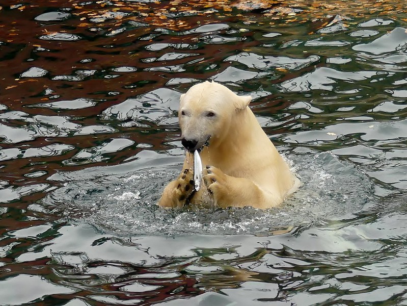A happy Polar Bear