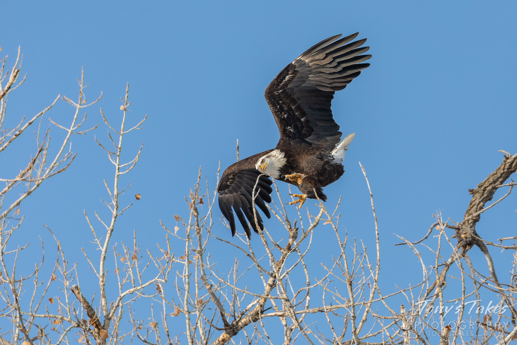 Female bald eagle gets ready to make the grab