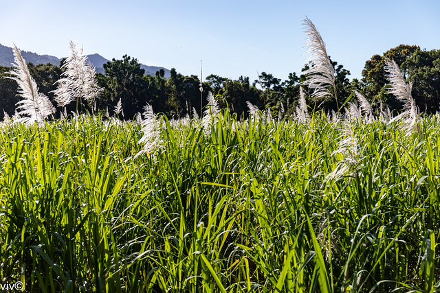 Fields of sugar cane plants with brilliant flower stalks