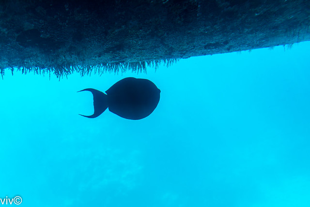 Striking Surgeon fish silhouette in waters of Great Barrier Reef, Off Cairns, Queensland, Australia