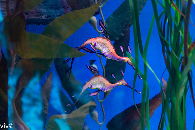 Beautiful colours of the common Seadragon - a great mascot for Flickr