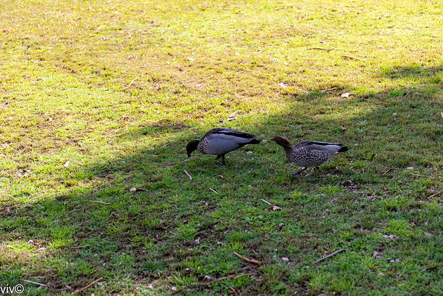 Australian Wood ducks on food hunt