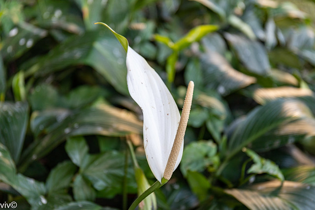 Truly peaceful Peace Lily