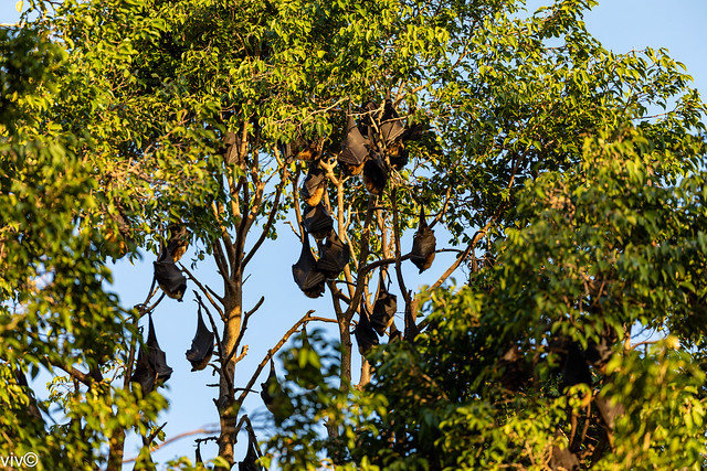 Spectacled Flying foxes galore on a sunny winter evening at Cairns city centre, Queensland, Australia