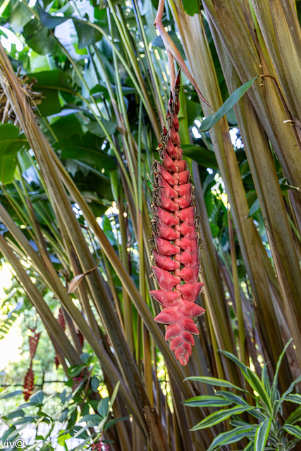 Striking colours of Heliconia buds and flowers