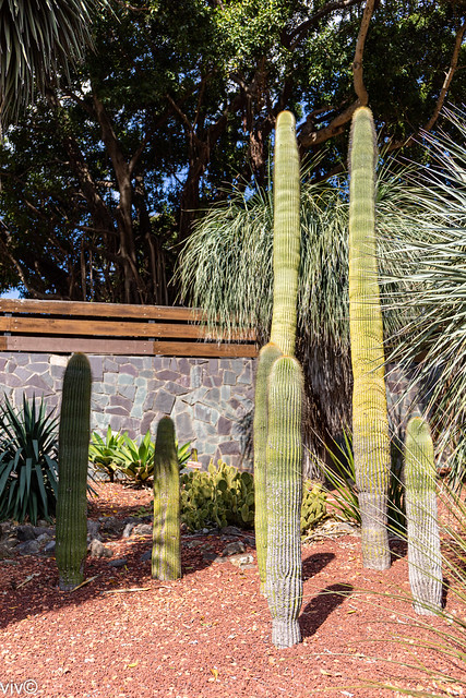 Pretty slender Cacti