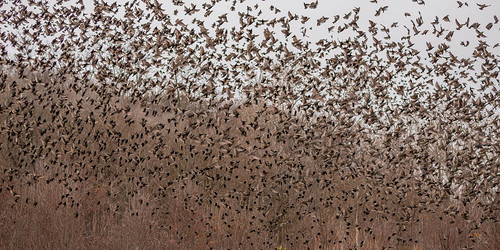 flock combspark butlercounty ohio birds europeanstarling hamilton