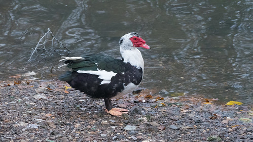 Male muscovy duck, Perton Pool