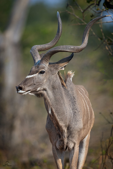 The Regal Kudu Buck