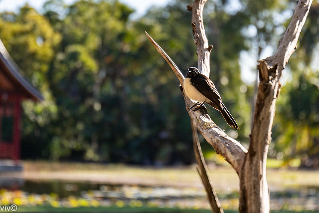 Curious Willie Wagtail bird perched on branch