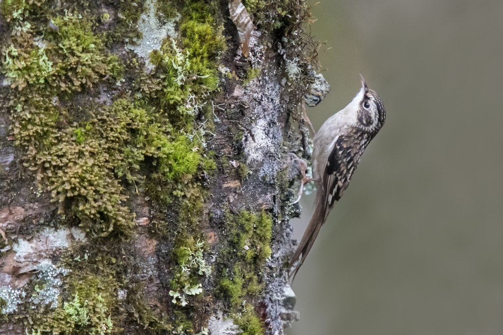 Sichuan Treecreeper: A bird new(ish) to science