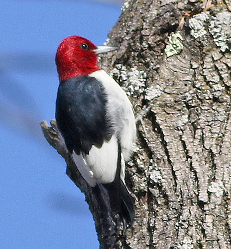 redheadedwoodpecker melanerpeserythrocephalus montourpreserve goosewoodstrail