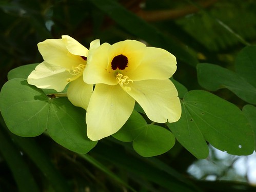 bauhiniatomentosa fabaceae yellowbellorchidtree lindadevolder lumix 2019 travel india asia geotagged nature wildlife safari uttarakhand bauhinia yellowflowers