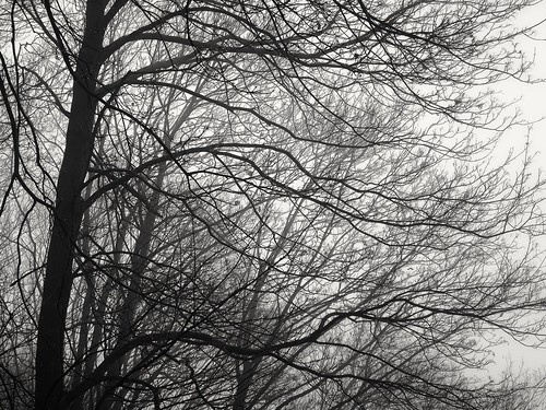trees tree fog weather winter nature landscape monochrome blackandwhite mobile huawei