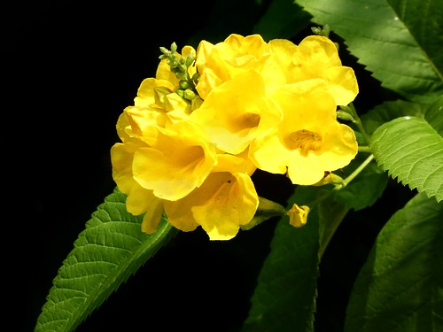 tecomastans yellowtrumpetbush bignoniaceae lamiales lindadevolder lumix 2019 travel india asia geotagged nature wildlife safari uttarakhand