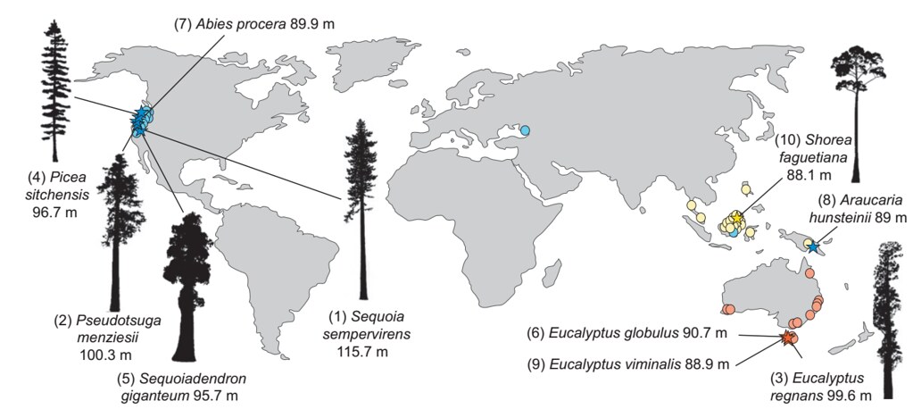 全世界有超過70公尺以上巨木分布的地區，資料來源：https://doi.org/10.1111/j.1469-8137.2012.04359.x