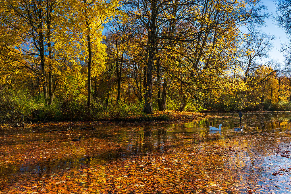 Fall Foliage Pond