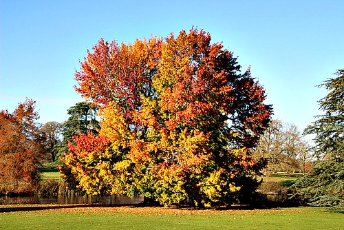 tree sycamore thevyne landscape nationaltrust hants hampshire england nature autumn fall ©peterdenton canoneos100d