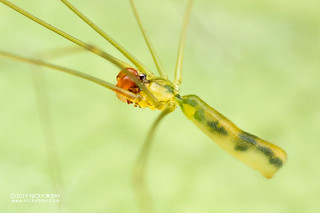 Daddy-long-legs spider (Meraha cf. narathiwat) - DSC_1008