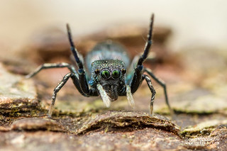 Jumping spider (Ogdenia sp.) - DSC_1065