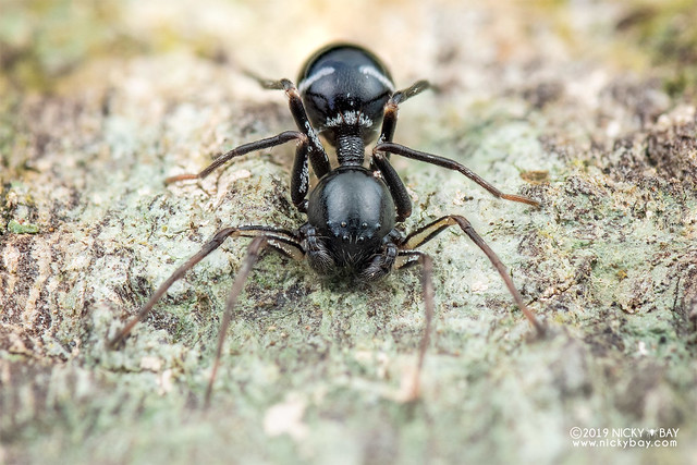 Ant-like sac spider (Serendib sp.) - DSC_1256