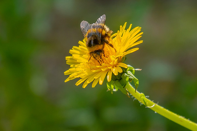 Bumblebee / Húshumla (Bombus lucorum)