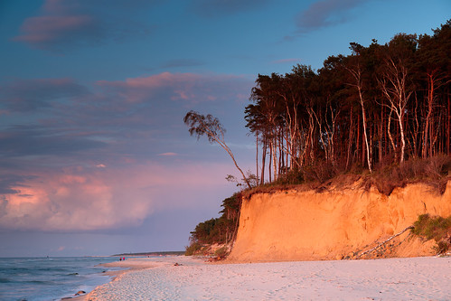 swietousc zachodniopomorskie poland balticsea baltyk ostsee coast morzebałtyckie dziwnów polska cliff tree hanging