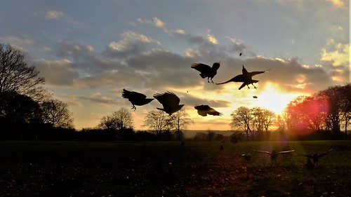 sunset clouds silhouette crow flying dusk beckett park leeds west yorkshire