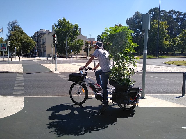 Trees by bike
