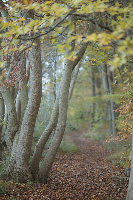 Autumn at Stoke Wood 7