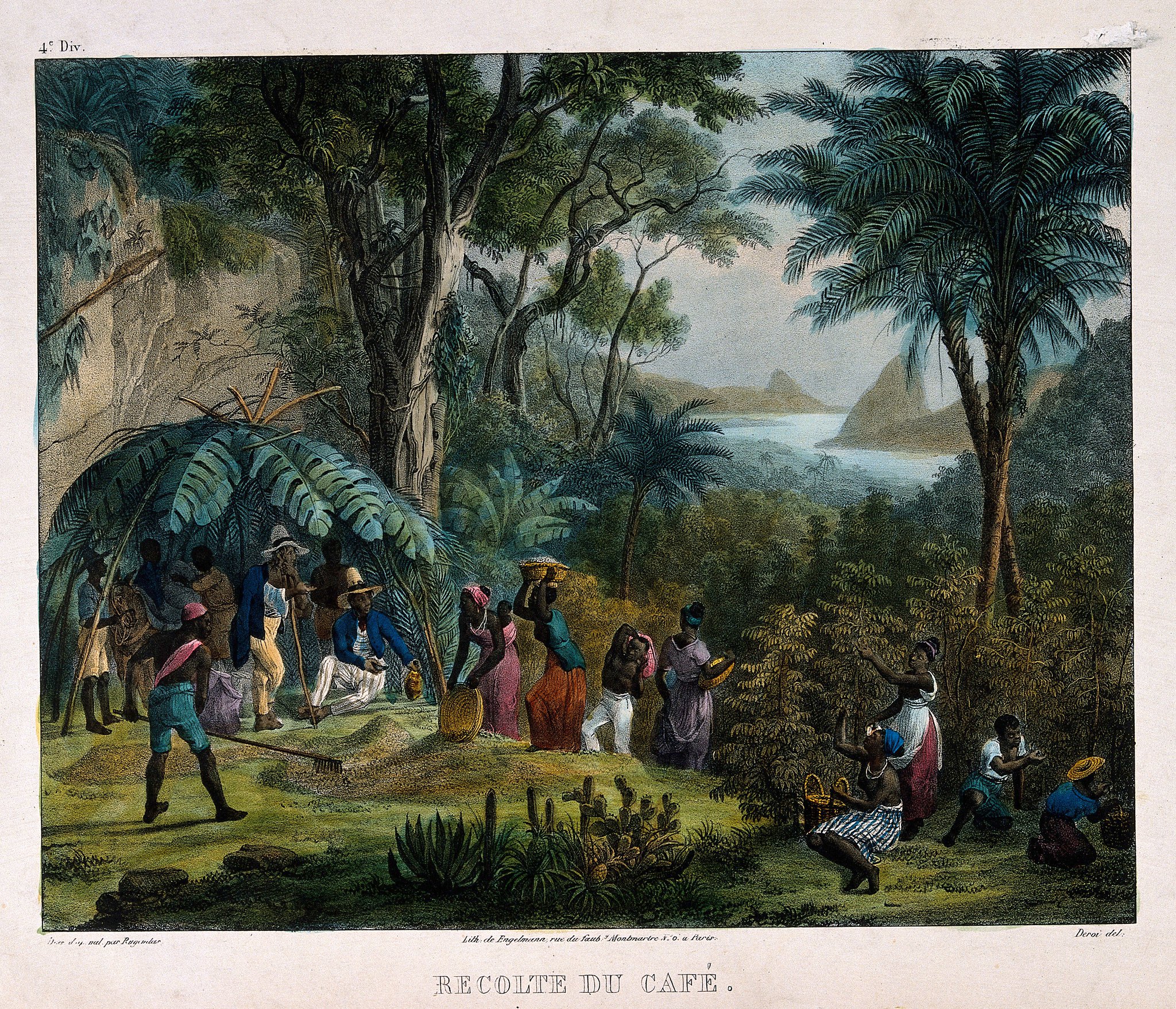 Indian workers harvesting the crop on a coffee plantation. Coloured lithograph by Deroi, c. 1850, after J. M. Rugendas.
