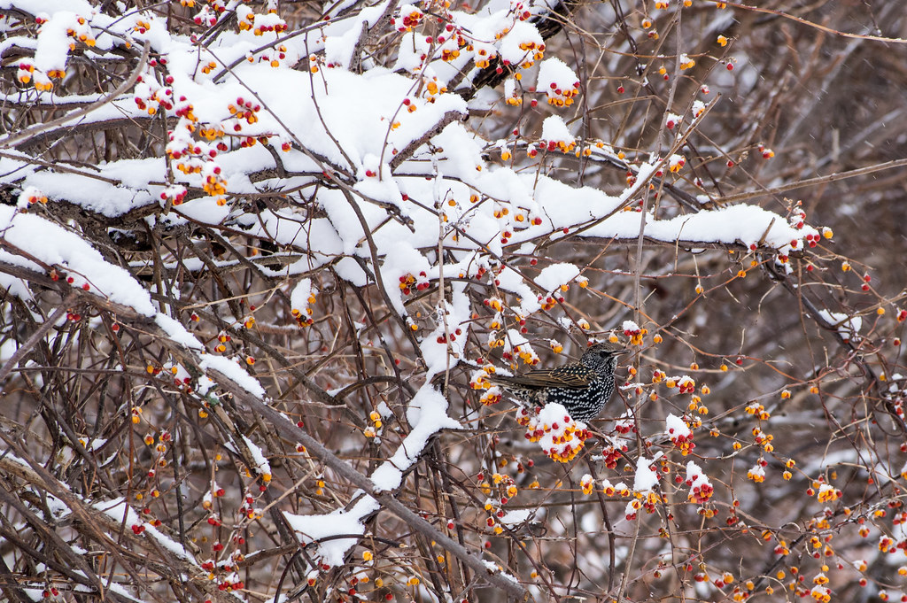 Starling on a snowcovered bush