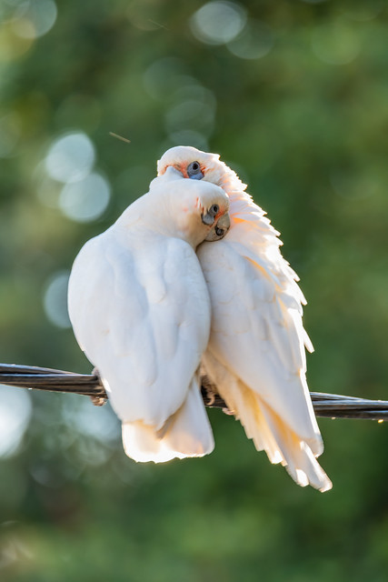 A pair of sweetherts - Long-billed Corellas