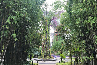 Gardens By The Bay - Supertree grove