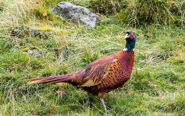 Pheasant 10-Oct-19 M_002