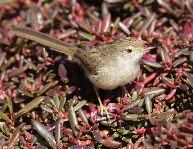 Graceful Prinia with snack