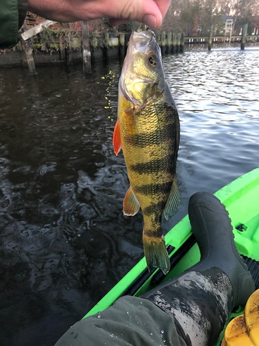 Photo of a yellow perch