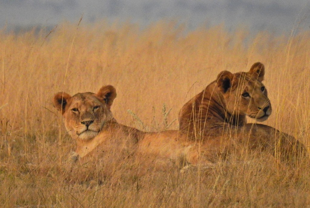 2078ex lioness duo in grasses