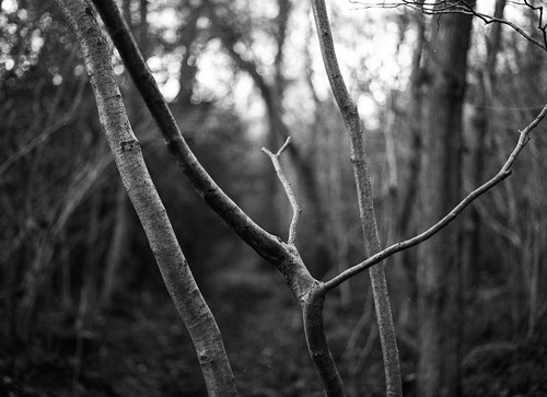 tree woodland blackandwhite monochome mediumformat delta100 landscape ultrafin