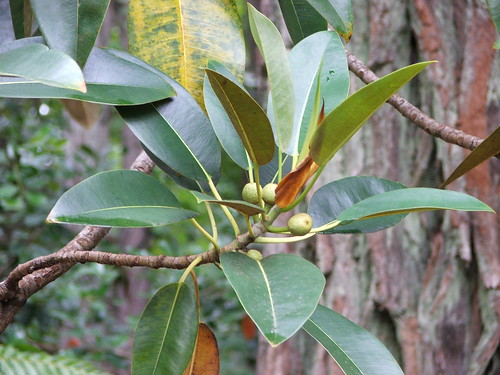 ficusmacrophylla ficus moraceae moretonbayfig
