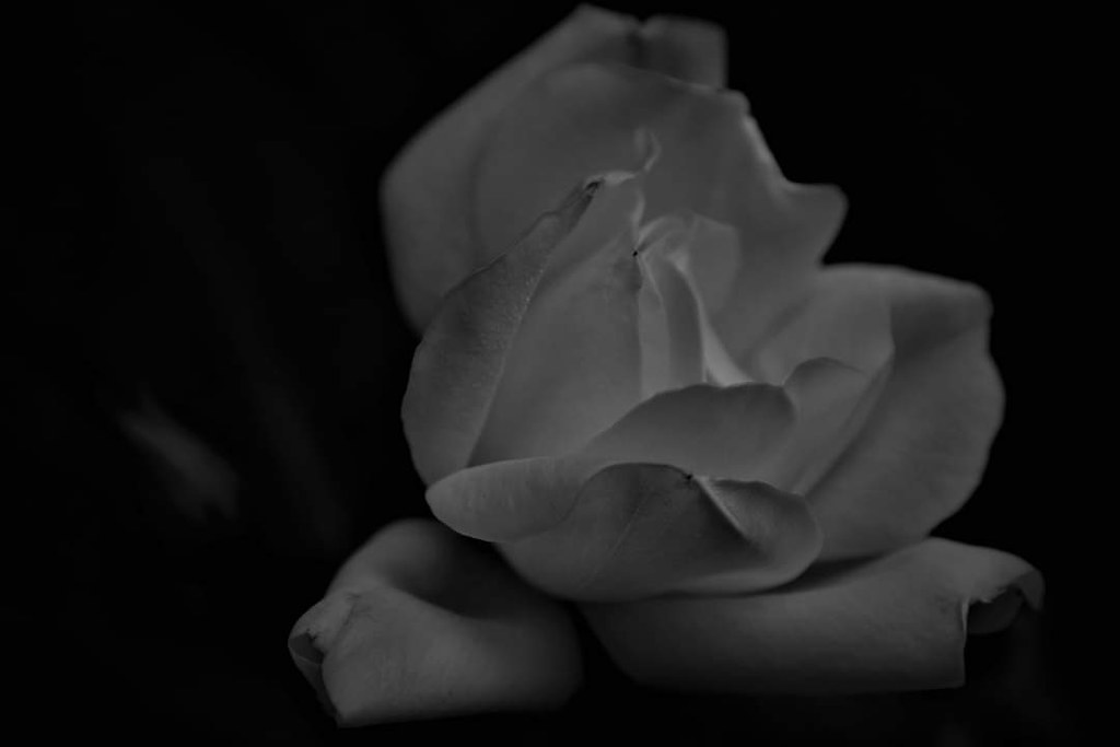 La Rose blanche