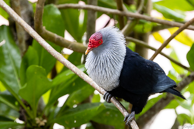 Founingo rougecap ou pigeon hollandais des Seychelles